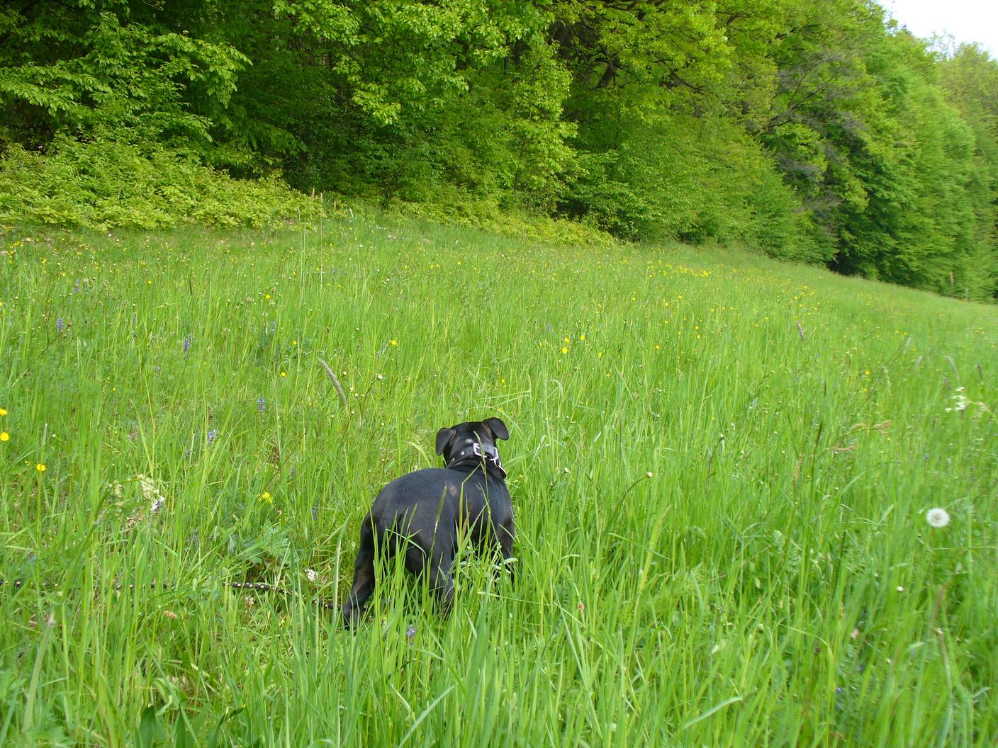 P1020372.jpg